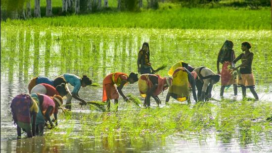 Jabalpur: Farm workers plant paddy saplings in a field during the monsoon season, on the outskirts of Jabalpur, Wednesday, Aug. 24, 2022. (PTI Photo) (PTI08_24_2022_000234A) (PTI)