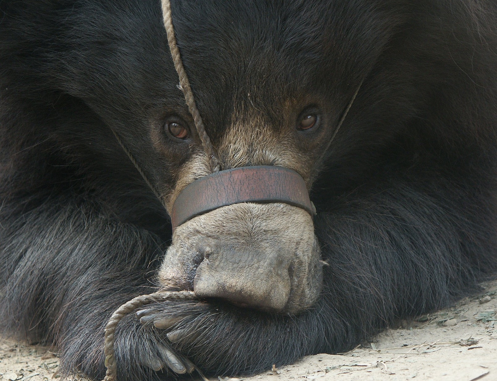 A dancing sloth bear with a pierced and tied up muzzle. (PHOTO: WILDLIFE SOS) A dancing sloth bear with a pierced and tied up muzzle. (PHOTO: WILDLIFE SOS)