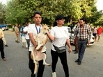 Stray animals being evacuated by volunteers near Supertech twin towers. Stray animals being evacuated by volunteers near Supertech twin towers. 
