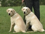 Doggy dementia, or canine cognitive dysfunction, is similar to Alzheimer’s disease in humans, a progressive brain disease that comes with behavioural, cognitive and other changes. (Sanchit Khanna / HT Photo) Doggy dementia, or canine cognitive dysfunction, is similar to Alzheimer’s disease in humans, a progressive brain disease that comes with behavioural, cognitive and other changes. (Sanchit Khanna / HT Photo)