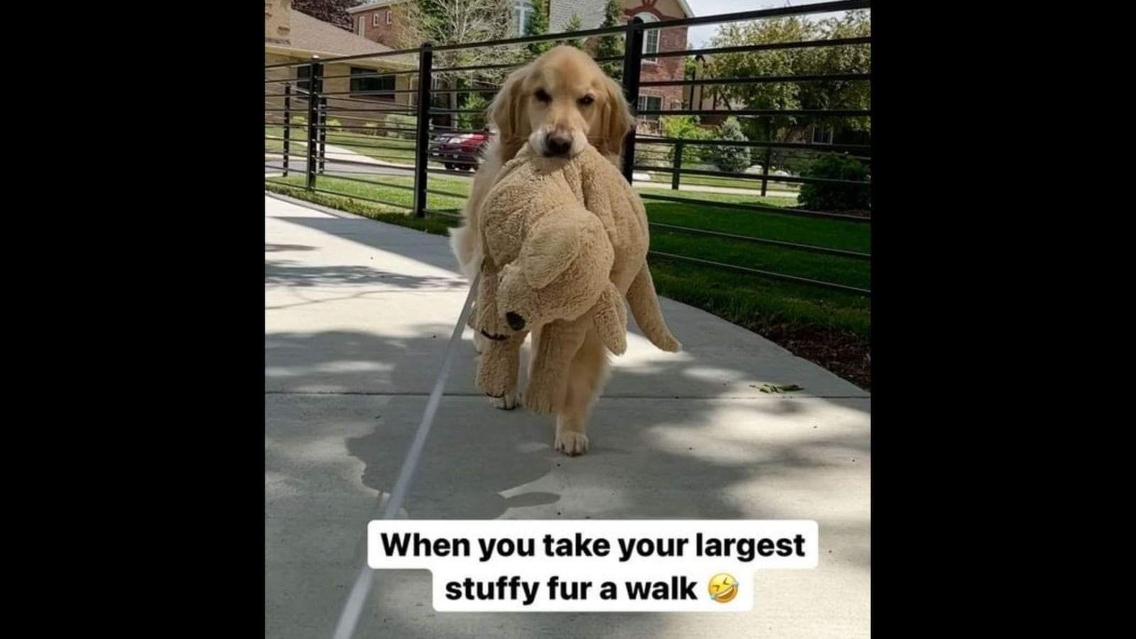 https://images.hindustantimes.com/img/2022/08/28/1600x900/viral-video-Golden-retriever-dog-takes-stuffed-toy-on-walk_1661696192723_1661696219350_1661696219350.jpg