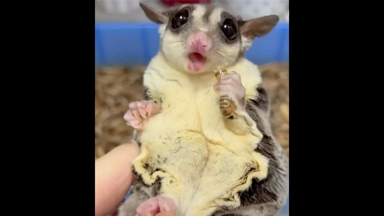 Video of pet sugar glider eating worms is oddly cute. Watch ...