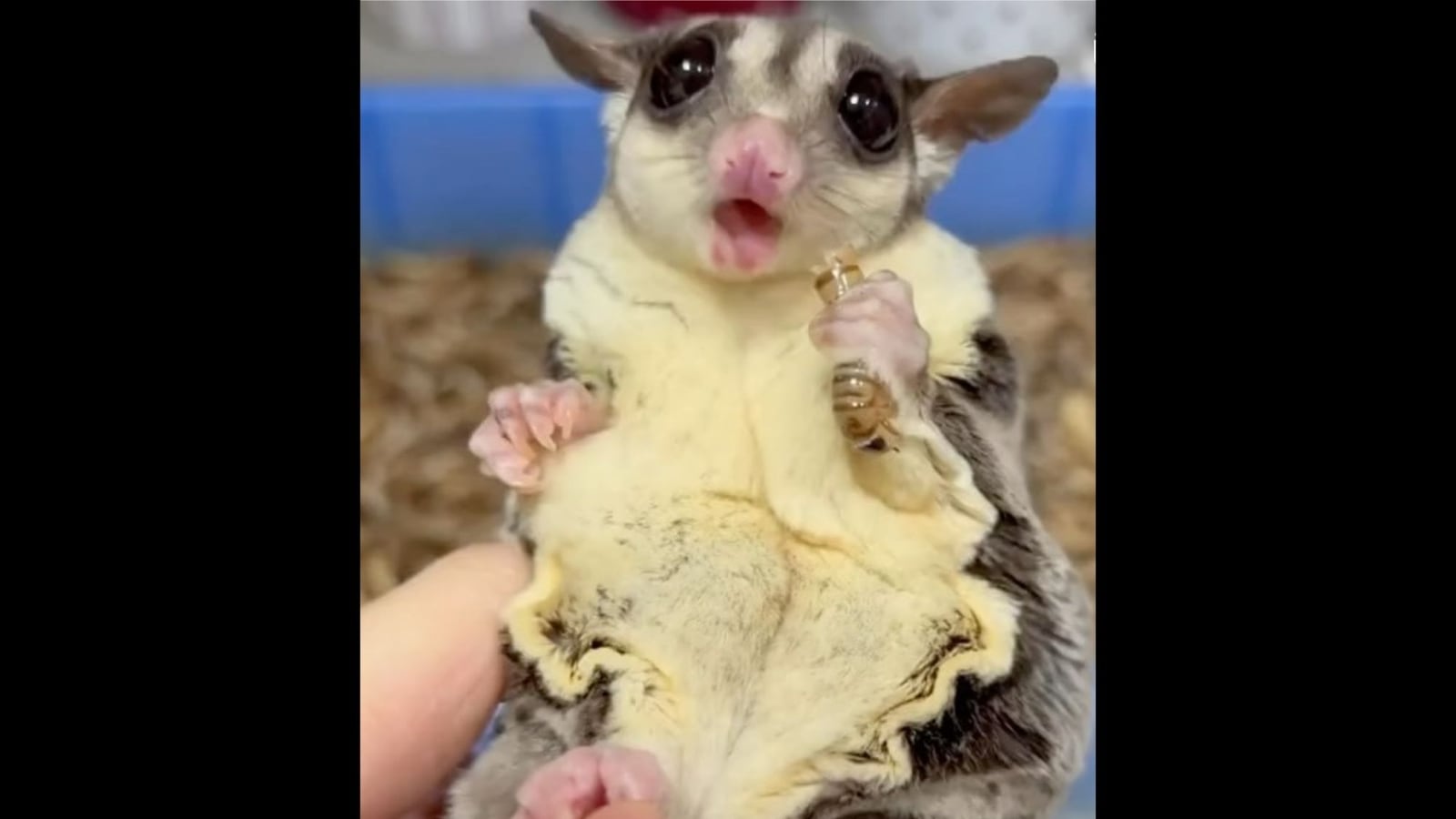 video-of-pet-sugar-glider-eating-worms-is-oddly-cute-watch-trending