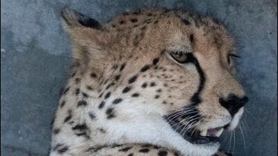 India has not rejected any of the eight cheetahs to be translocated from Namibia, the environment ministry said on Saturday, refuting reports that the country has refused to accept three cheetahs from the African nation because they were bred in captivity. (AFP)