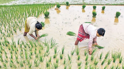 Balurghat: Farmers plant rice saplings in a paddy field during monsoon season at a village near Balurghat, in South Dinajpur district of West Bengal, Saturday, July 13, 2019. (PTI Photo) (PTI7_13_2019_000083B) (PTI) Balurghat: Farmers plant rice saplings in a paddy field during monsoon season at a village near Balurghat, in South Dinajpur district of West Bengal, Saturday, July 13, 2019. (PTI Photo) (PTI7_13_2019_000083B) (PTI)