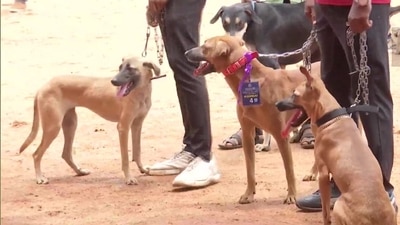 Dogs that took part in the indigenous dogs pet exhibition captured. (ANI) Dogs that took part in the indigenous dogs pet exhibition captured. (ANI)