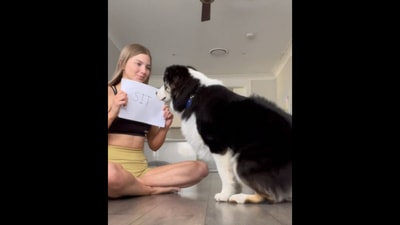 The Australian Shepherd dog reads the cue card. (Instagram/@chase.aussieshepherd) The Australian Shepherd dog reads the cue card. (Instagram/@chase.aussieshepherd)