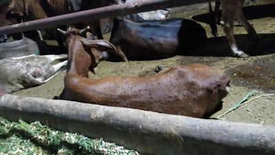 A cow infected with lumpy skin disease, in a cow shed in Bathinda. (HT File)