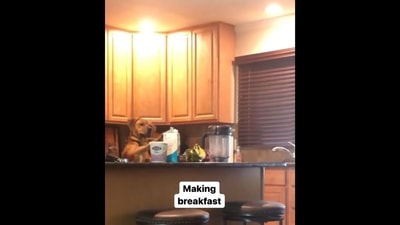 The image is taken from the video that shows the rescue dog helping his human with daily chores. (Instagram/@dogsofinstagram) The image is taken from the video that shows the rescue dog helping his human with daily chores. (Instagram/@dogsofinstagram)