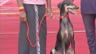 The Indigenous Dogs Pet Show, held under the auspices of the Tamil Nadu Veterinary & Animal Science University, featured a variety of indigenous dog breeds. Speaking to ANI, the university's vice chancellor, KN Selvakumar, said the event's main goal was to promote local dog breeds. (ANI) The Indigenous Dogs Pet Show, held under the auspices of the Tamil Nadu Veterinary & Animal Science University, featured a variety of indigenous dog breeds. Speaking to ANI, the university's vice chancellor, KN Selvakumar, said the event's main goal was to promote local dog breeds. (ANI)