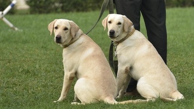 Doggy dementia, or canine cognitive dysfunction, is similar to Alzheimer’s disease in humans, a progressive brain disease that comes with behavioural, cognitive and other changes. (Sanchit Khanna / HT Photo) Doggy dementia, or canine cognitive dysfunction, is similar to Alzheimer’s disease in humans, a progressive brain disease that comes with behavioural, cognitive and other changes. (Sanchit Khanna / HT Photo)