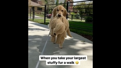 A screengrab from the viral video shows the Golden Retriever dog taking his stuffed toy for a walk. (Instagram/@golden_huck_fin) A screengrab from the viral video shows the Golden Retriever dog taking his stuffed toy for a walk. (Instagram/@golden_huck_fin)