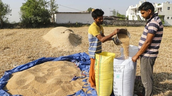 India's wheat production is projected to have declined nearly three per cent to 106.84 million tonnes in the 2021-22 crop year.(PTI)