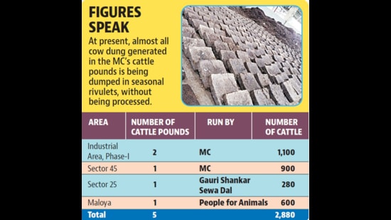 At present, almost all cow dung generated in the MC’s cattle pounds is being dumped in seasonal rivulets, without being processed (HT PHOTO )