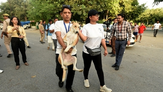 Stray animals being evacuated by volunteers near Supertech twin towers as the region braces for dust and debris followed by their demolition.(Sunil Ghosh / Hindustan Times)