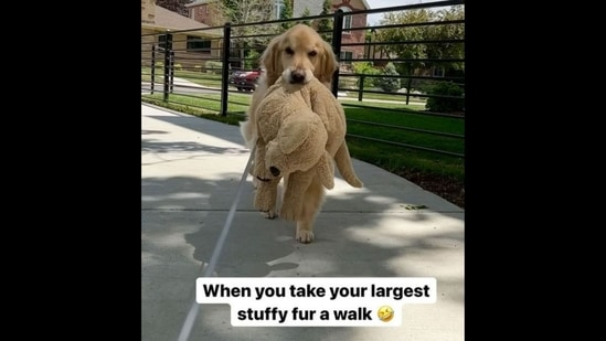 A screengrab from the viral video shows the Golden Retriever dog taking his stuffed toy for a walk.(Instagram/@golden_huck_fin)