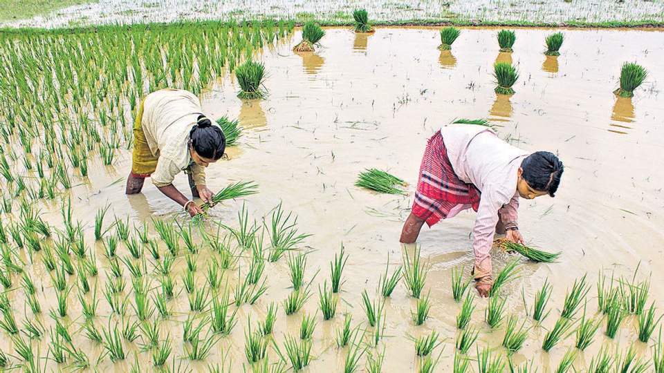 What would a failed paddy crop mean for them in the coming months has not been assessed yet. (PTI) What would a failed paddy crop mean for them in the coming months has not been assessed yet. (PTI)