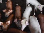 African Swine Fever is a highly contagious viral hemorrhagic disease of pigs. (Representational Image) (AFP PHOTO.) African Swine Fever is a highly contagious viral hemorrhagic disease of pigs. (Representational Image) (AFP PHOTO.)