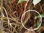 The Man of the Hole looks out from his hut – a still from the film Corumbiara, by the film-maker Vincent Carelli.