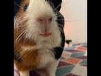 The guinea pig can be seen smiling in this viral video. (Instagram/@that1girlspiggies) The guinea pig can be seen smiling in this viral video. (Instagram/@that1girlspiggies)