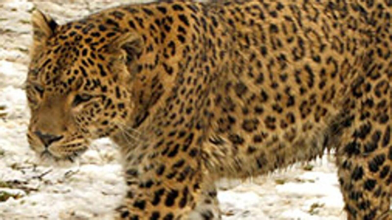 Leopard's carcass found in Bihar's Valmiki Tiger Reserve | Latest ...