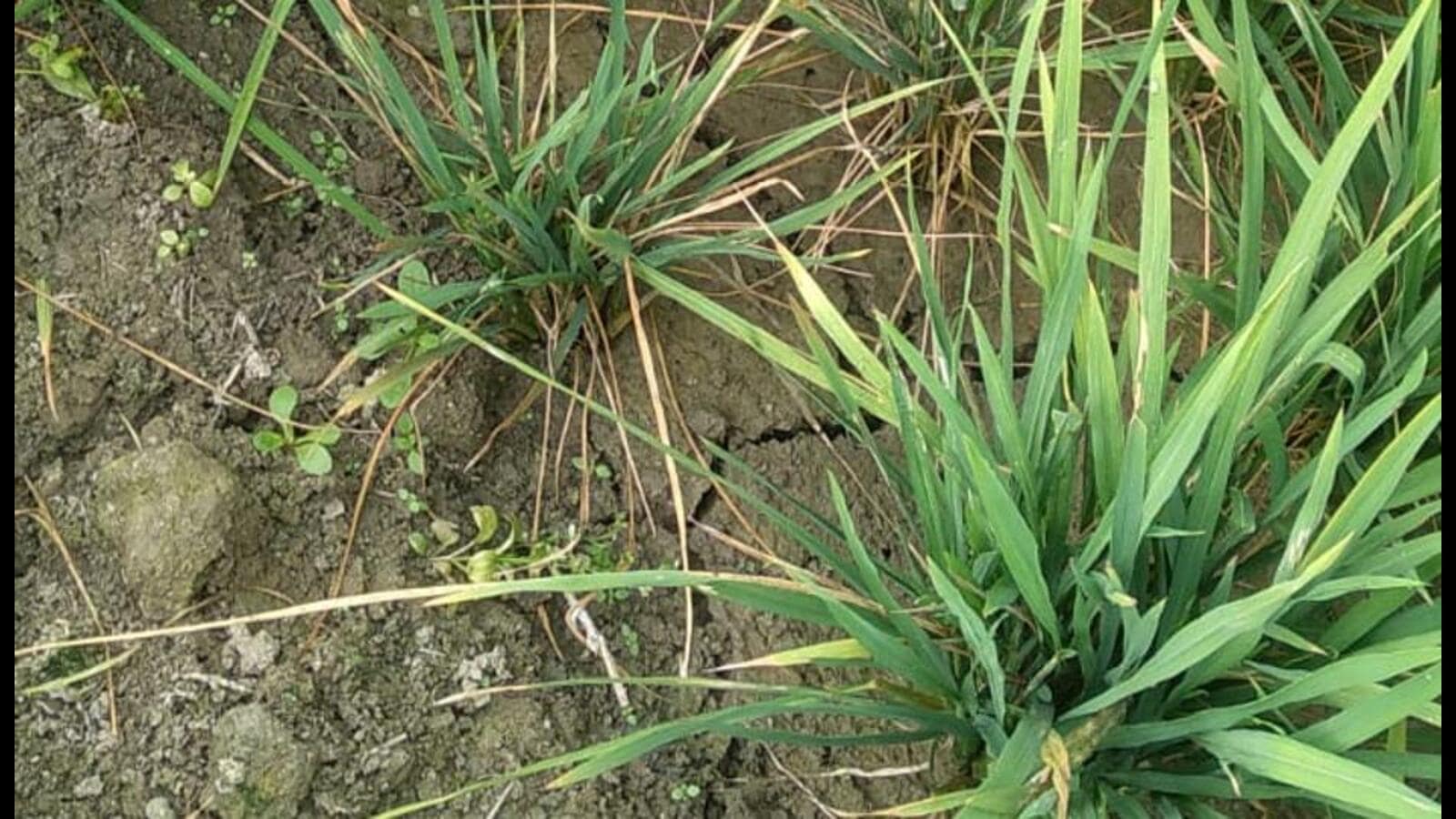 Mysterious dwarfing disease worries paddy growers in Haryana