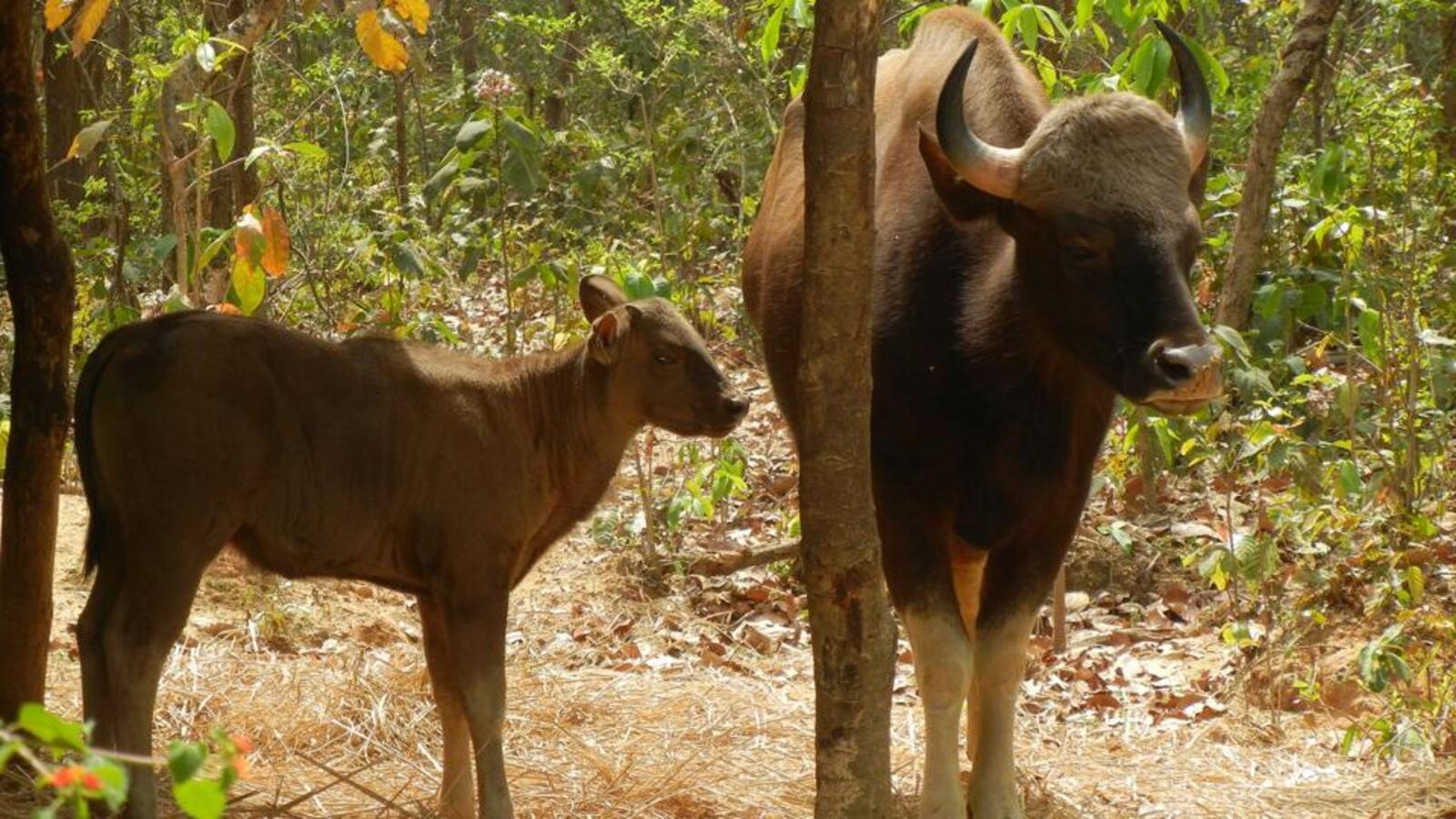 Sri Lanka seeks Indian gaurs for reintroduction into the wild | Latest News  India - Hindustan Times