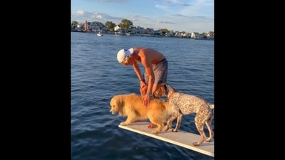 The image, taken from the viral Instagram video, shows a pet parent with his dog named Drake and his pooch friend, Blaze on the dive board.&nbsp; (Instagram/@drakethepupstar)