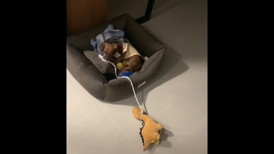 The image, taken from the viral video on Instagram, shows a pooch taking a soft toy by a string.&nbsp; (Instagram/@iluvdachshund)