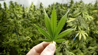 Medicinal cannabis users are more prone to nicotine consumption than general population: Research (Shutterstock) Medicinal cannabis users are more prone to nicotine consumption than general population: Research (Shutterstock)