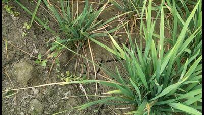 The aggrieved farmers said the mysterious disease was reported in almost all varieties of paddy but the high-yielding lateral parmal rice varieties of PUSA 44, PR 121, PR 113, PR 114, PR 128 and NDR 359 are the worst affected and they were expecting a yield loss of up to 30 percent. (HT Photo)