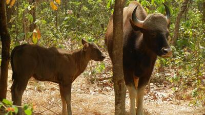 A gaur (Indian bison) with her calf at the Birsa Munda zoological park in Ranchi. (HT File Photo) A gaur (Indian bison) with her calf at the Birsa Munda zoological park in Ranchi. (HT File Photo)