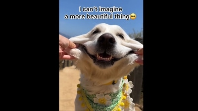 The image, taken from an Instagram video, shows the Golden Retriever dog named Lady. (Instagram/@ladyandtheblues) The image, taken from an Instagram video, shows the Golden Retriever dog named Lady. (Instagram/@ladyandtheblues)