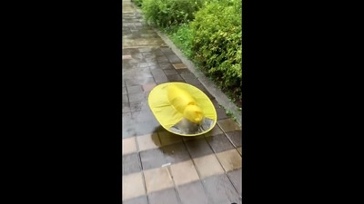The image, taken from the viral video, shows a dog wearing raincoat to protect itself from rain is adorable. (Instagram/@dogsofinstagram) The image, taken from the viral video, shows a dog wearing raincoat to protect itself from rain is adorable. (Instagram/@dogsofinstagram)