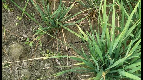 The aggrieved farmers said the mysterious disease was reported in almost all varieties of paddy but the high-yielding lateral parmal rice varieties of PUSA 44, PR 121, PR 113, PR 114, PR 128 and NDR 359 are the worst affected and they were expecting a yield loss of up to 30 percent. (HT Photo)