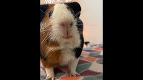 The guinea pig can be seen smiling in this viral video.&nbsp;(Instagram/@that1girlspiggies)