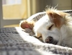 Pet care tips: Smart ways to improve your furry companion's sleep Pet care tips: Smart ways to improve your furry companion's sleep 