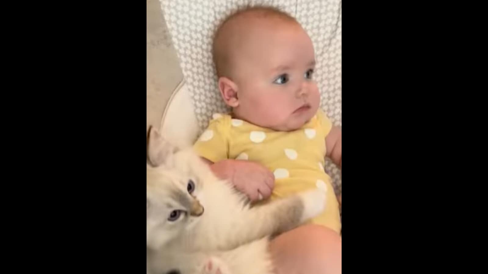 Viral video shows cute baby grow up alongside some adorable kittens. Watch