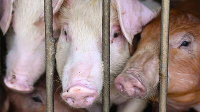 The animal husbandry department has declared 0 to 1 km area of the epicenters as “infected zones” while 0 to 10 KM (9 KM) area is classified as “surveillance zones.” (AFP)