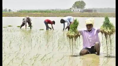 Minister for agriculture Surya Pratap Shahi said each tubewell would be able to irrigate 50 hectares land. (Pic for representation) Minister for agriculture Surya Pratap Shahi said each tubewell would be able to irrigate 50 hectares land. (Pic for representation)