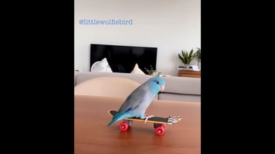 The image, taken from the viral Instagram video, shows a parrot on a skateboard. (Instagram/@littlewolfiebird)