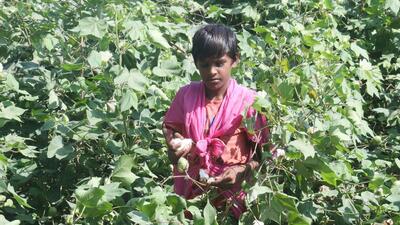 The association also brought to the notice of the agriculture minister that for the last few years, cotton crop has been facing various diseases and the farmers of the cotton belt have shifted from cotton to paddy. (HT File)