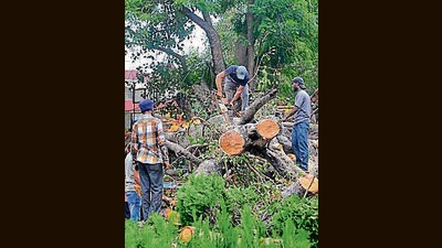 The UT told the court that a former high court judge was probing the incident. Teams have been formed to identify and remove dangerous and dead trees across the city, and some have already been removed, it said. (HT File) The UT told the court that a former high court judge was probing the incident. Teams have been formed to identify and remove dangerous and dead trees across the city, and some have already been removed, it said. (HT File)