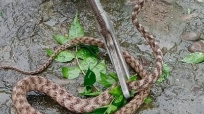 a six-feet long Cobra was recently found in a moving state-run bus near Sidlaghatta of Karnataka. (Representative image) a six-feet long Cobra was recently found in a moving state-run bus near Sidlaghatta of Karnataka. (Representative image)