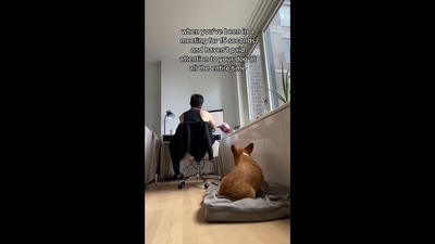 A screengrab from the viral video shows a cute Corgi dog throwing a ball at his human to grab his attention. (Instagram/@doggosdoingthings) A screengrab from the viral video shows a cute Corgi dog throwing a ball at his human to grab his attention. (Instagram/@doggosdoingthings)