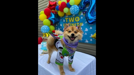 The dog in a Buzz Lightyear costume from Toy Story on his second birthday.&nbsp;(Twitter/@crystaaals_)