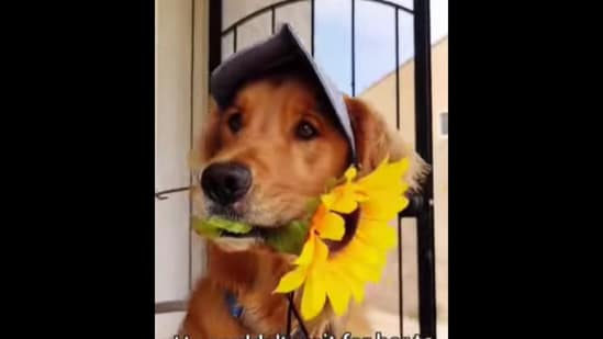 The Golden Retriever dog can be seen with sunflower that he picked out for his date.&nbsp;(Instagram/@sammythegolden247)