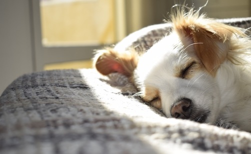 Pet care tips: Smart ways to improve your furry companion's sleep&nbsp;(Christian Domingues)