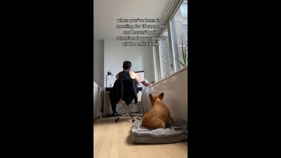 A screengrab from the viral video shows a cute Corgi dog throwing a ball at his human to grab his attention.&nbsp;(Instagram/@doggosdoingthings)