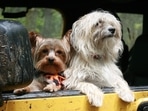 If you dog is whining, drooling, yawning, vomiting, panting, trembling or licking lips, it could be due to car sickness. If you dog is whining, drooling, yawning, vomiting, panting, trembling or licking lips, it could be due to car sickness.